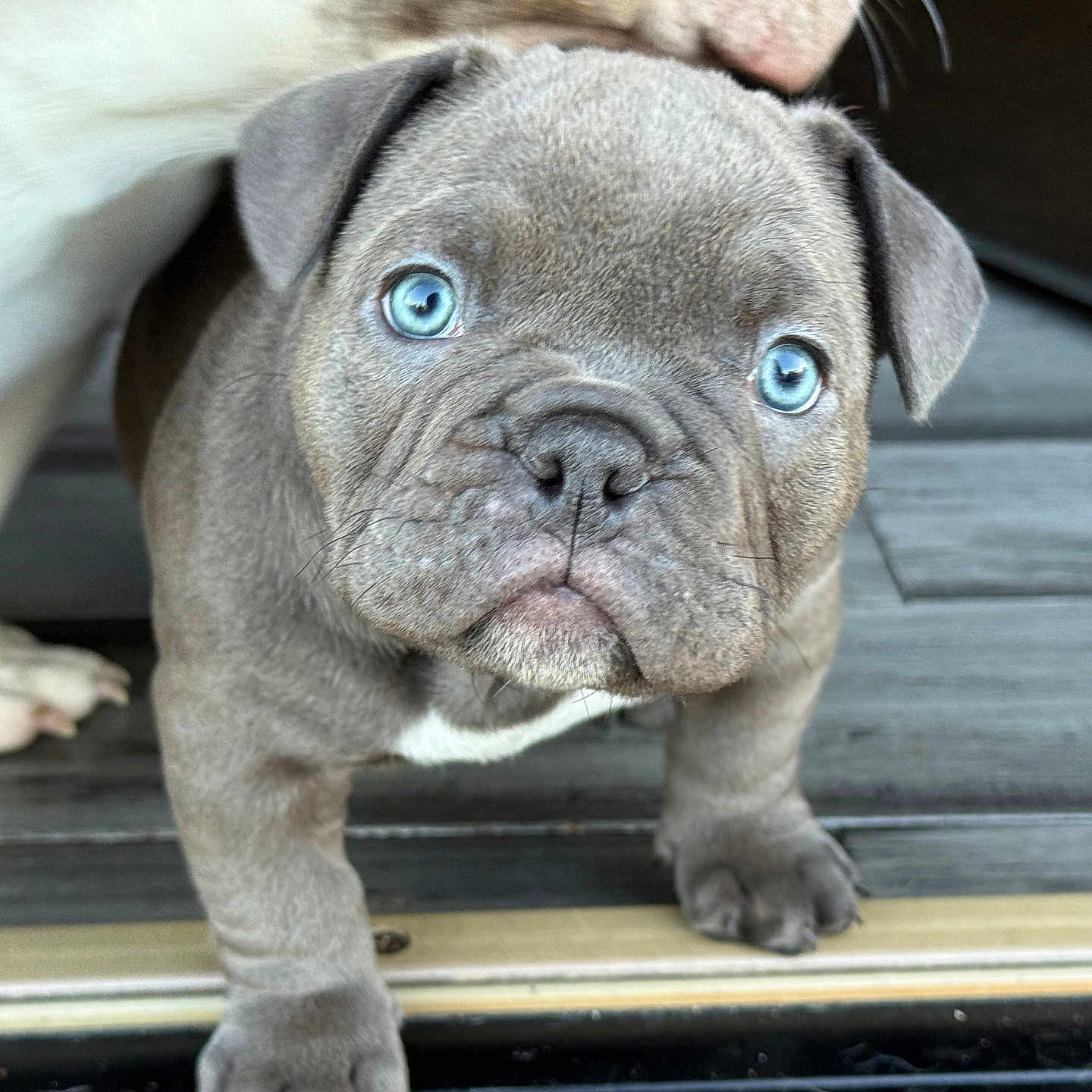 Stormy joined the competition — help win amazing prizes! animal, boxer, bulldog, canine, dog, frenchbulldog, pet, pitbull, pug, puppy, snout, whitedog