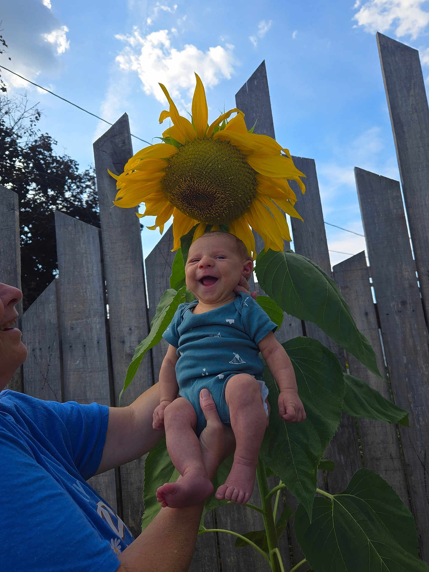Samael joined the competition — help win amazing prizes! baby, infant, sunflower, flower, plant, smiling, happy, outdoor, fence, person, blue_sky, green_leaves, nature, holding, portrait, headwear_illusion, summer, daylight, closeup, human