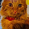 Mookie is registered to the contest to win money with this photo: animal, background_blur, bell, cat, closeup, collar, curious, cute, domestic_cat, feline, fluffy_fur, indoor, looking, orange_cat, pet, portrait, red_collar, soft_light, whiskers, wide_eyes