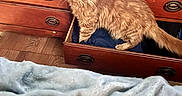 Mookie is registered to the contest to win money with this photo: bed, blanket, cat, clothing, cozy, curious, drawer, dresser, fur, ginger_cat, hardwood_floor, home, indoor, metal_handle, open_drawer, pet, portrait, tail, whiskers, wooden_furniture