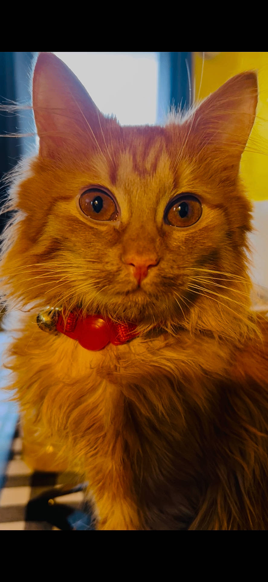 Mookie is registered to the contest to win money with this photo: adorable, animal, cat, closeup, collar, curious, cute, domestic, ears, eyes, face, feline, fluffy, fur, indoor, mammal, orange_cat, pet, portrait, whiskers