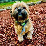 Pascal is registered to the contest to win money with this photo: dog, small_dog, fluffy, brown_fur, green_collar, pet, outdoor, mulch, leaves, rocks, nature, cute, animal, portrait, looking_up, fur, ears, nose, eyes, sitting