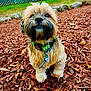 animal, brown_fur, cute, dog, ears, eyes, fluffy, fur, green_collar, leaves, looking_up, mulch, nature, nose, outdoor, pet, portrait, rocks, sitting, small_dog