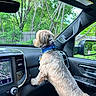 car_window, dashboard, dog, dog_collar, door_panel, fur, gps_screen, greenery, passenger_seat, paws, pet_tag, rearview_mirror, seat_belt, side_mirror, small_dog, standing, trees, vehicle_interior, windshield, wooden_fence