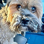 Pascal joined the competition — help win amazing prizes! dog, puppy, close_up, snow, wet_fur, mustache, icicle, brown_fur, muzzle, nose, eyes, whiskers, pet, car_interior, seat, dog_tag, portrait, cute, winter, slobber
