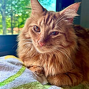 Gus-Gus is registered to the contest to win money with this photo: animal, blanket, cat, closeup, cozy, domestic, ears, feline, fluffy, fur, ginger_cat, greenery, indoor, natural_light, pet, portrait, relaxed, resting, whiskers, window