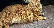 Gus-Gus joined the competition — help win amazing prizes! cat, close_up, curious, domestic_cat, fluffy, furniture, ginger_cat, home_interior, indoor, long_hair, lying_down, orange_fur, paws, pet, portrait, potted_plant, relaxed, shelf, whiskers, wooden_floor