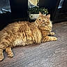 Gus-Gus joined the competition — help win amazing prizes! cat, close_up, curious, domestic_cat, fluffy, furniture, ginger_cat, home_interior, indoor, long_hair, lying_down, orange_fur, paws, pet, portrait, potted_plant, relaxed, shelf, whiskers, wooden_floor
