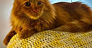 Gus-Gus is registered to the contest to win money with this photo: blanket, cat, close_up, cozy, crochet_blanket, eyes, face, feline, fur, furniture, indoor, long_haired_cat, mammal, orange_cat, paw, pet, portrait, relaxed, textile, whiskers
