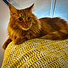 blanket, cat, close_up, cozy, crochet_blanket, eyes, face, feline, fur, furniture, indoor, long_haired_cat, mammal, orange_cat, paw, pet, portrait, relaxed, textile, whiskers