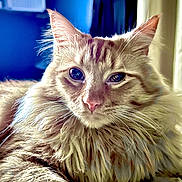 Gus-Gus is registered to the contest to win money with this photo: cat, fluffy, close_up, portrait, animal, pet, feline, whiskers, ears, fur, relaxed, indoor, comfort, cute, mammal, soft, sleepy, domestic, beautiful, face