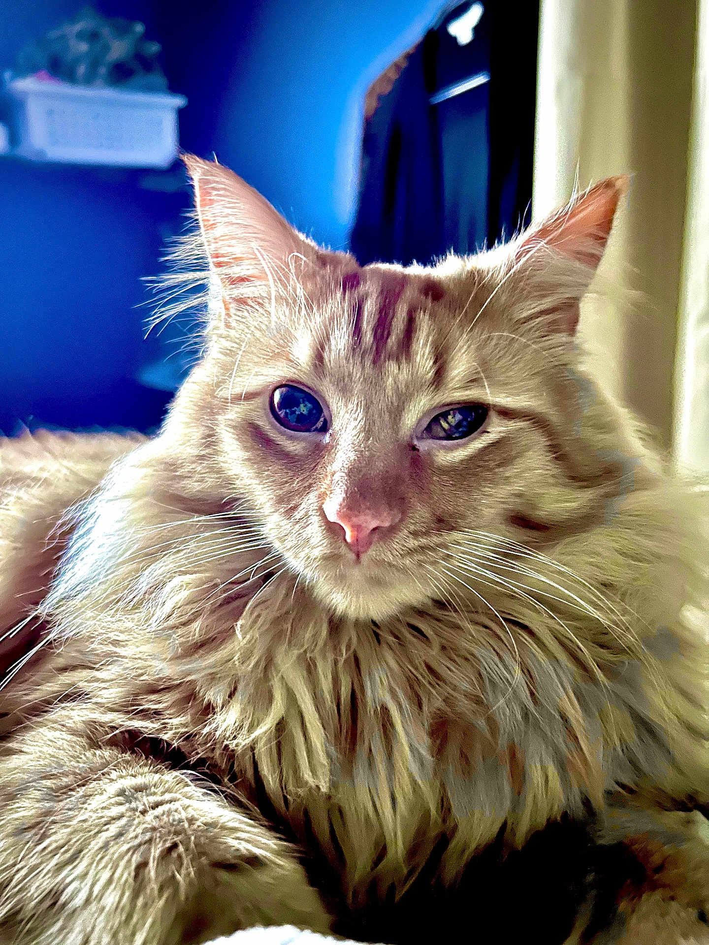 Gus-Gus is registered to the contest to win money with this photo: cat, fluffy, close_up, portrait, animal, pet, feline, whiskers, ears, fur, relaxed, indoor, comfort, cute, mammal, soft, sleepy, domestic, beautiful, face