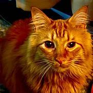 Gus-Gus is registered to the contest to win money with this photo: cat, ginger_cat, orange_cat, feline, pet, fluffy, long_hair, whiskers, eyes, ears, face, portrait, close_up, indoor, carpet, curtain, paw, fur_texture, gaze, domestic_cat