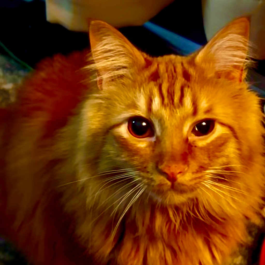 Gus-Gus is registered to the contest to win money with this photo: cat, ginger_cat, orange_cat, feline, pet, fluffy, long_hair, whiskers, eyes, ears, face, portrait, close_up, indoor, carpet, curtain, paw, fur_texture, gaze, domestic_cat