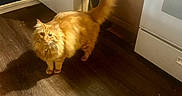 Gus is registered to the contest to win money with this photo: animal, appliance, cabinet, cat, curious, domestic, feline, flooring, fluffy, fur, home, indoor, kitchen, mammal, orange_cat, pet, shadow, standing, tail, wooden_floor
