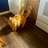Gus is registered to the contest to win money with this photo: cat, orange_cat, fluffy, indoor, kitchen, wooden_floor, cabinet, appliance, tail, pet, domestic, feline, shadow, flooring, fur, standing, curious, home, animal, mammal