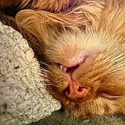 Gus is registered to the contest to win money with this photo: cat, ginger_cat, sleeping, close_up, whiskers, fang, nose, fur, pet, cozy, blanket, texture, relaxation, animal, indoor, cute, nap, soft, peaceful, rest