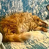 Gus joined the competition — help win amazing prizes! cat, orange_cat, fluffy, sleeping, resting, pet, animal, feline, fur, tail, cozy, indoors, fabric, pattern, blue, white, relaxation, cute, domestic_animal, nap