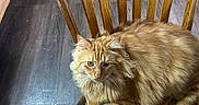 Gus joined the competition — help win amazing prizes! cat, orange_tabby, fluffy_fur, wooden_chair, indoor, flooring, relaxed, pet, animal, feline, home, domestic_cat, resting, wood_texture, brown, orange, sitting, quiet, cozy, fur