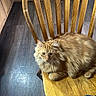 animal, brown, cat, cozy, domestic_cat, feline, flooring, fluffy_fur, fur, home, indoor, orange, orange_tabby, pet, quiet, relaxed, resting, sitting, wood_texture, wooden_chair