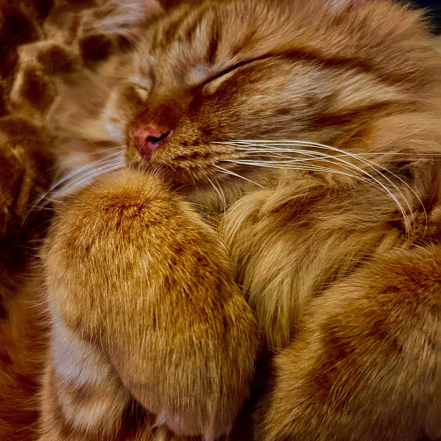 Gus
