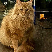 Gus is registered to the contest to win money with this photo: animal, background, calm, cat, curious, ears, eyes, feline, floor, fluffy, ginger_cat, indoor, long_hair, mammal, object, pet, plant, sitting, tail, whiskers
