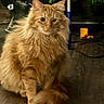 animal, background, calm, cat, curious, ears, eyes, feline, floor, fluffy, ginger_cat, indoor, long_hair, mammal, object, pet, plant, sitting, tail, whiskers
