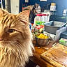 background, blurred_background, bowl, cat, close_up, container, curious, cutting_board, domestic_animal, feline, fluffy_fur, food, household, indoor, kitchen, orange_cat, orange_fur, pet, table, whiskers