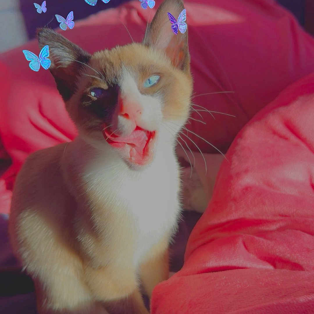 Milo
