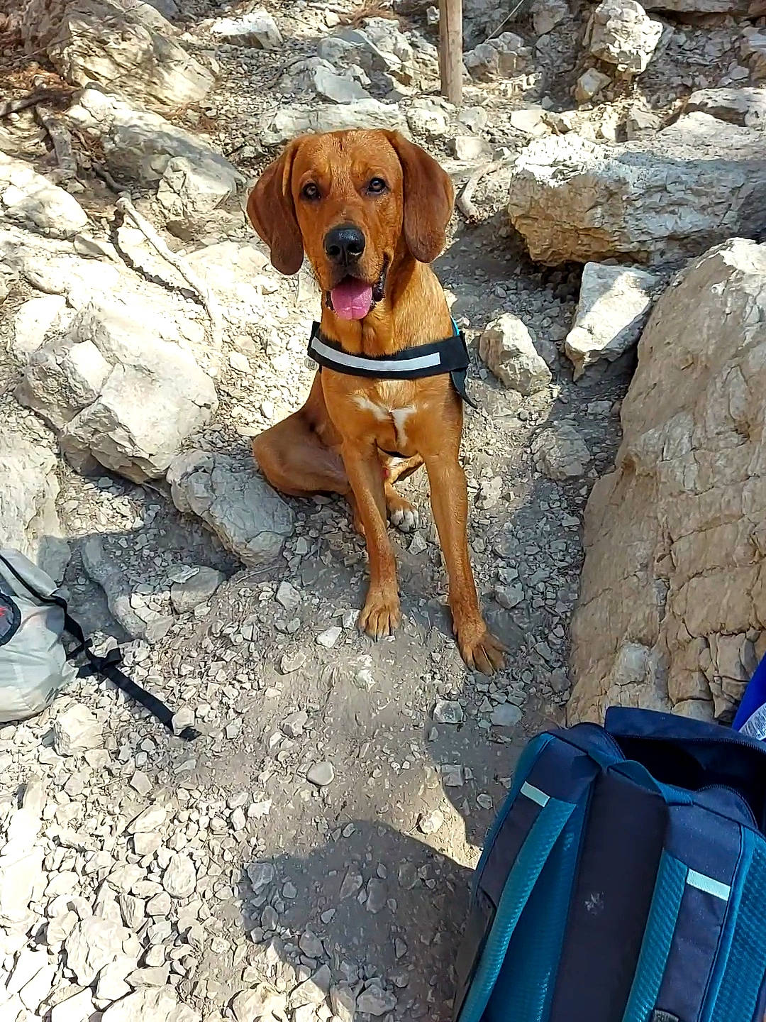 Ranger a rejoint le concours — aidez-le/la à gagner de superbes lots ! adventure, backpack, bag, baggage, canidae, carnivore, collar, companion_dog, dog, dog_breed, dog_collar, dog_supply, electric_blue, fawn, gun_dog, liver, luggage_and_bags, pet_supply, sporting_group, working_animal