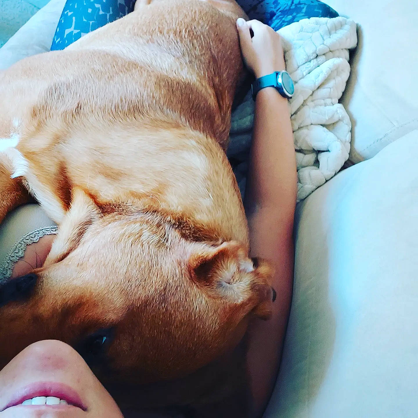 Ranger participe au concours pour gagner de l'argent avec cette photo : arm, beard, blue, carnivore, close_up, comfort, companion_dog, ear, eyelash, fawn, finger, gesture, glasses, hair, happy, human_leg, linens, nail, skin, wrist