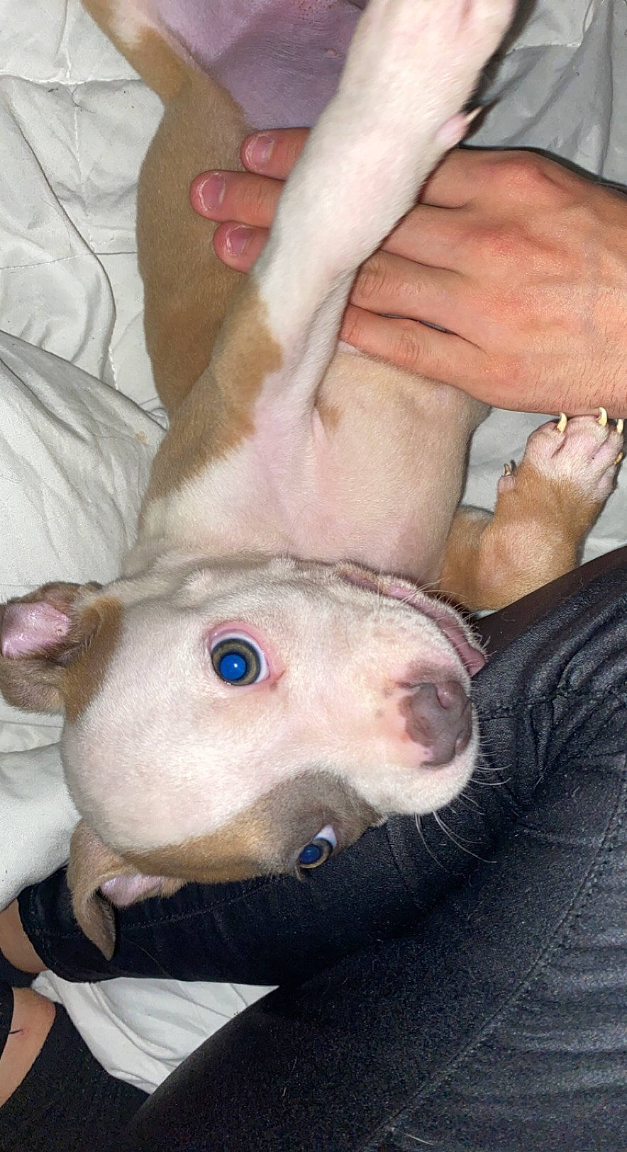 Sako participe au concours pour gagner de l'argent avec cette photo : barefoot, carnivore, companion_dog, dog, dog_breed, fawn, finger, foot, fur, gesture, human_leg, jaw, nail, snout, thumb, toy, whiskers, working_animal, wrinkle, wrist