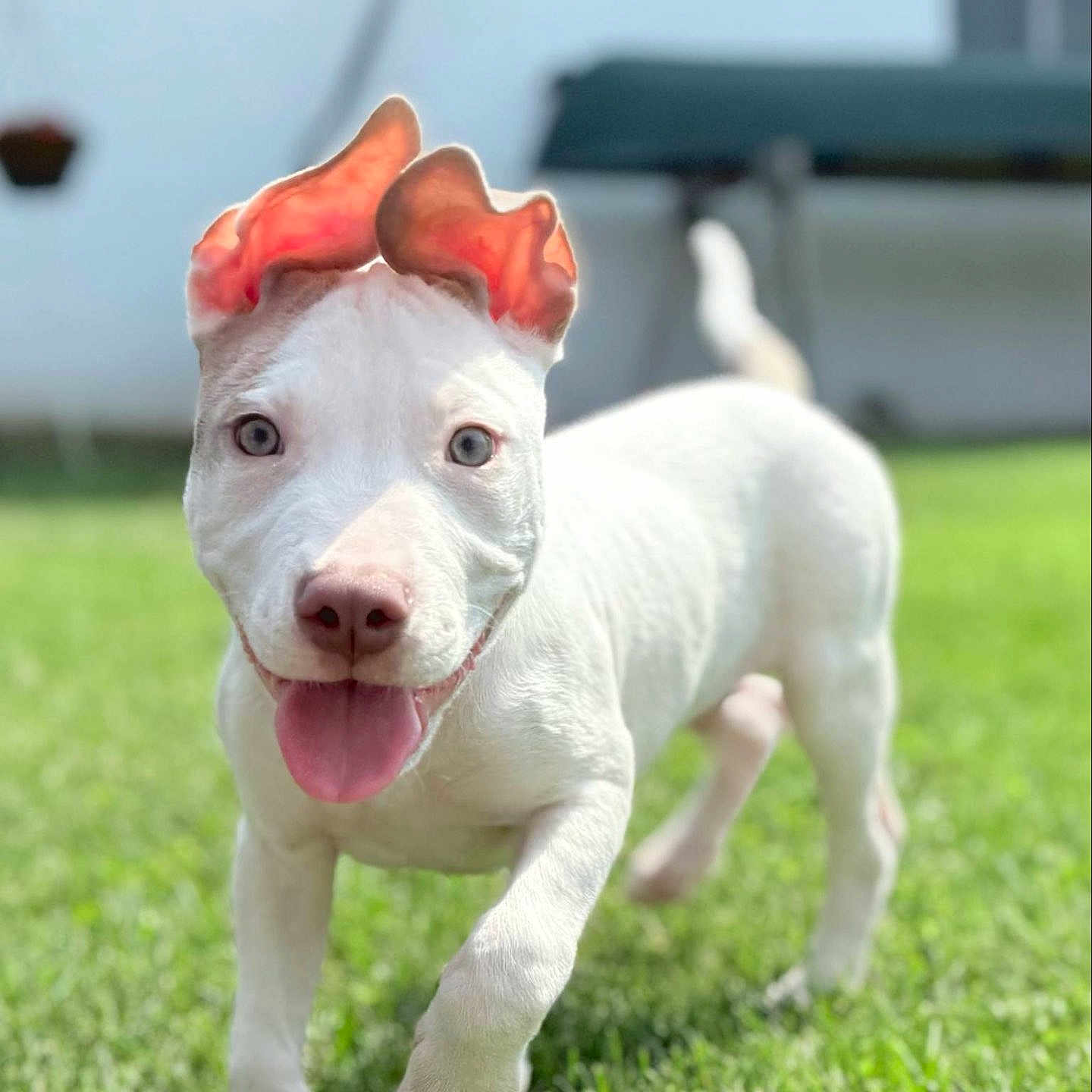 Cash is registered to the contest to win money with this photo: puppy, dog, white_dog, grass, outdoor, sunlight, happy, playful, tongue_out, ears, pet, animal, cute, walking, young_dog, nature, summer, bright, close_up, daytime