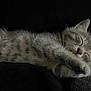 animal, cat, closeup, cozy, cute, dark_background, feline, fur, indoor, kitten, nap, paws, peaceful, pet, portrait, resting, sleeping, soft_texture, tabby, whiskers