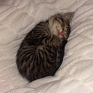 Scar joined the competition — help win amazing prizes! animal, blanket, cat, cozy, cute, domestic_cat, feline, fur, fur_pattern, indoor, kitten, nap, pet, relaxed, resting, sleeping, small, soft, tabby, white