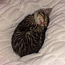 animal, blanket, cat, cozy, cute, domestic_cat, feline, fur, fur_pattern, indoor, kitten, nap, pet, relaxed, resting, sleeping, small, soft, tabby, white