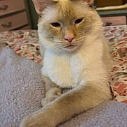 Kichi is registered to the contest to win money with this photo: cat, cream_colored, pet, bed, blanket, paw, feline, indoor, cozy, relaxed, fur, animal, home, dresser, fan, resting, close_up, cute, mammal, sleepy