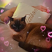 Stella a rejoint le concours — aidez-le/la à gagner de superbes lots ! cat, siamese_cat, blanket, pillow, interior, cozy, relaxing, feline, pet, resting, closeup, cute, domestic_animal, pink_hearts, sparkles, soft_texture, home, animal, sleepy, comfort