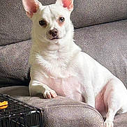 Frankie is registered to the contest to win money with this photo: dog, white_dog, pet, lounge, couch, indoor, animal, ears, paw, crate, furniture, relaxed, looking_at_camera, companion, domestic_animal, home, canine, texture, resting, curious