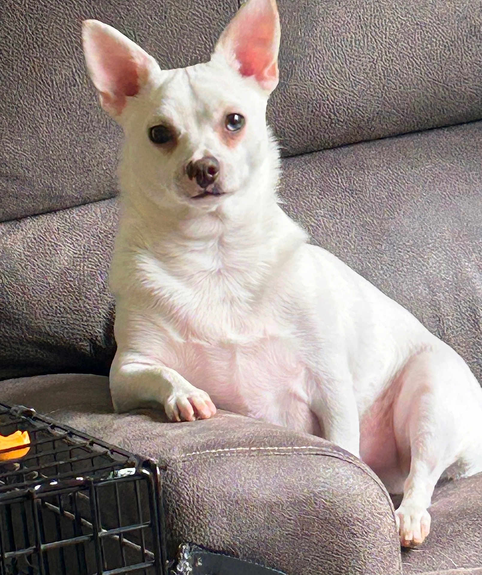 Frankie is registered to the contest to win money with this photo: dog, white_dog, pet, lounge, couch, indoor, animal, ears, paw, crate, furniture, relaxed, looking_at_camera, companion, domestic_animal, home, canine, texture, resting, curious