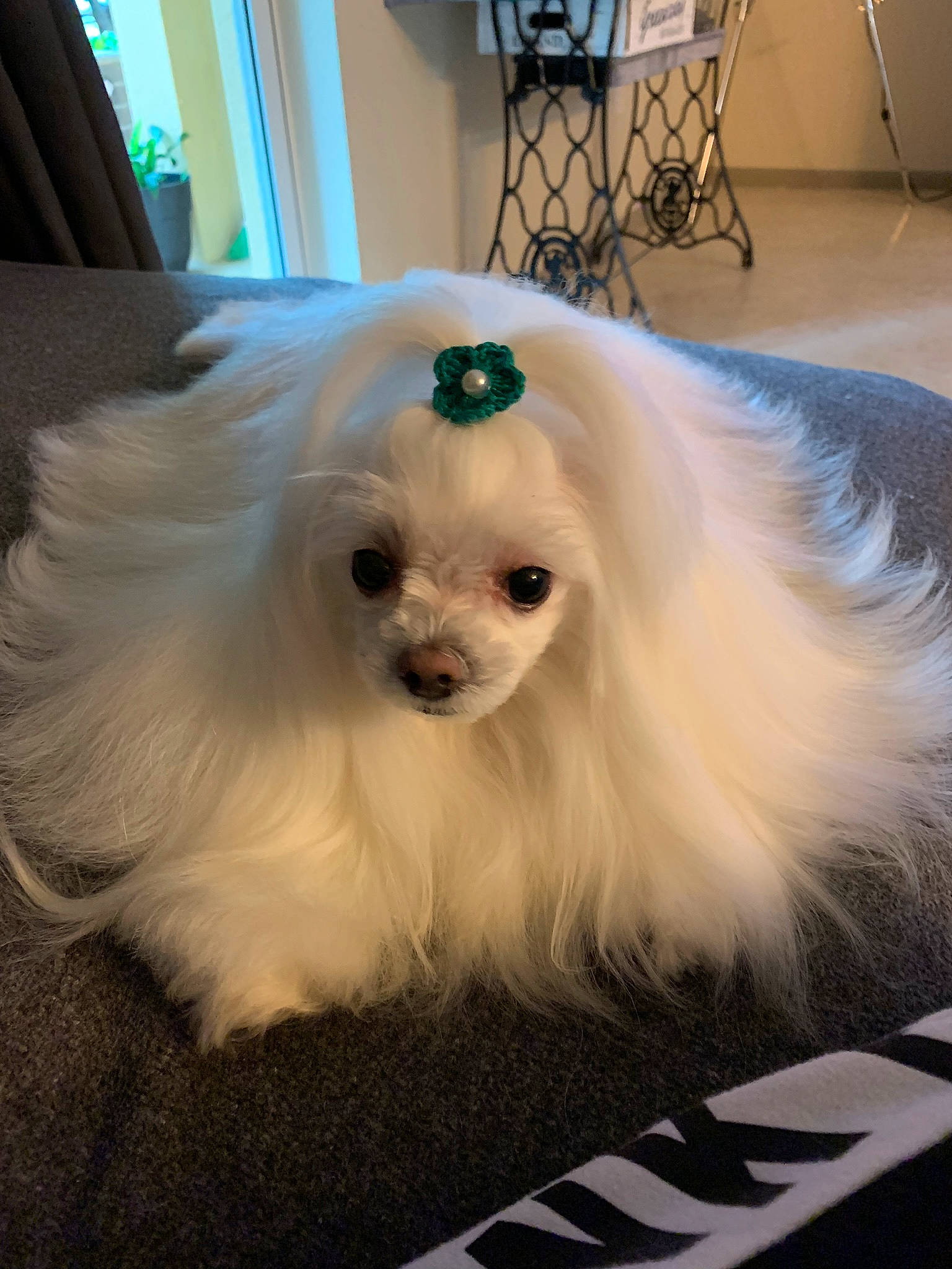 Lola is registered to the contest to win money with this photo: bichon, bolognese, bolonka, canidae, carnivore, companion_dog, dog, dog_breed, havanese, lowchen, maltepoo, maltese, mammal, non_sporting_group, pomeranian, puppy, rare_breed_dog, shih_tzu, toy_dog, vertebrate