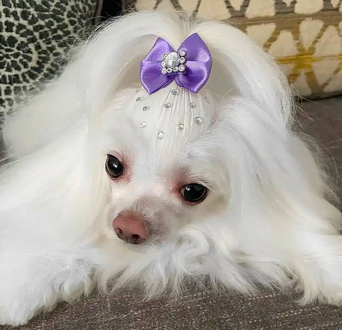 Lola joined the competition — help win amazing prizes! bridal_accessory, canidae, carnivore, companion_dog, dog, dog_breed, dog_supply, eyelash, fashion_accessory, fawn, fur, hair_accessory, liver, petal, snout, sporting_group, toy, toy_dog, whiskers, working_animal