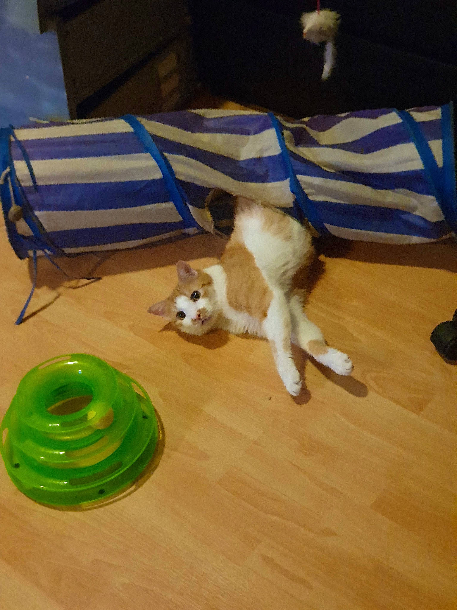 Chaton participe au concours pour gagner de l'argent avec cette photo : carnivore, companion_dog, dog, dog_breed, fawn, felidae, floor, flooring, hardwood, laminate_flooring, mammal, pet_supply, small_to_medium_sized_cats, spitz, table, tableware, tail, vertebrate, wood, wood_flooring