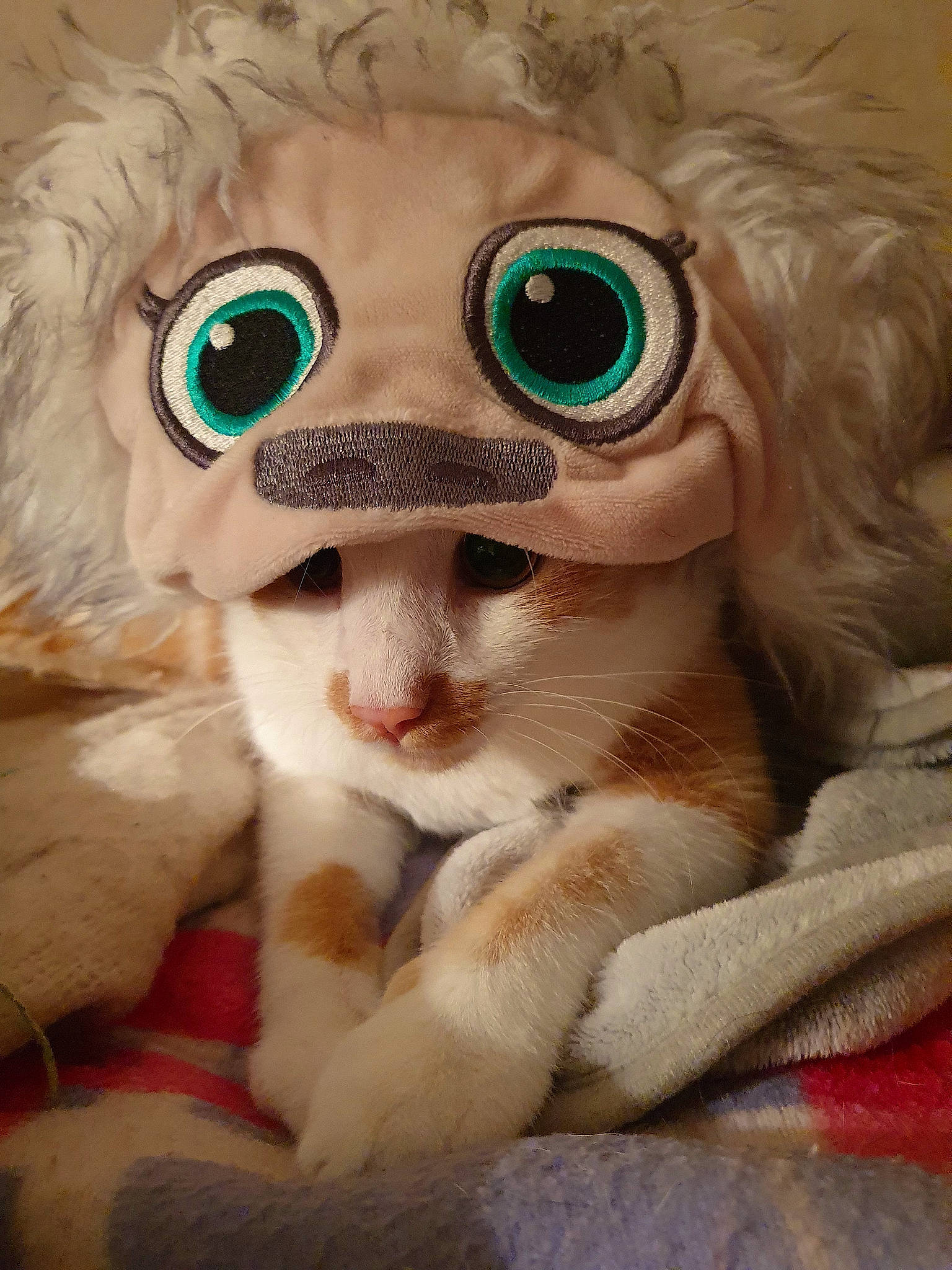 Chaton a rejoint le concours — aidez-le/la à gagner de superbes lots ! carnivore, cat, eye, eyelash, eyewear, fawn, feather, felidae, fur, glasses, goggles, head, plush, small_to_medium_sized_cats, snout, stuffed_toy, sunglasses, toy, vision_care, whiskers