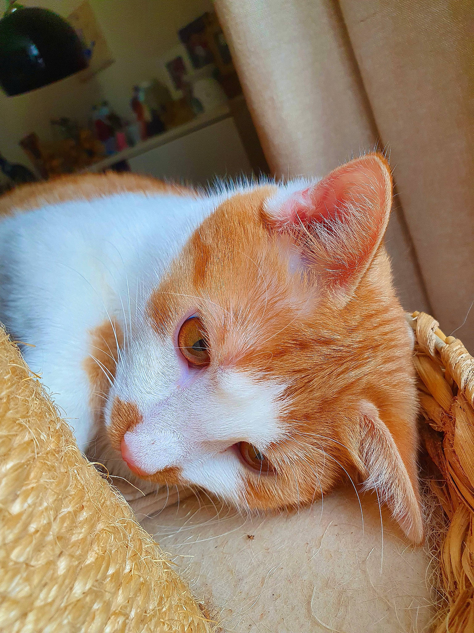 Chaton participe au concours pour gagner de l'argent avec cette photo : carnivore, cat, cat_supply, claw, comfort, domestic_short_haired_cat, ear, eye, fawn, felidae, fur, head, nap, paw, small_to_medium_sized_cats, snout, tail, whiskers, window, wood