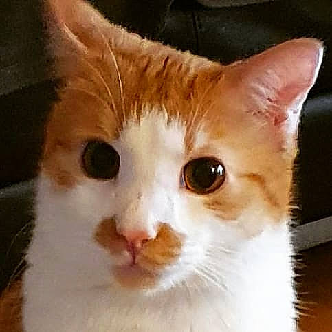 Chaton participe au concours pour gagner de l'argent avec cette photo : carnivore, cat, domestic_short_haired_cat, fawn, felidae, fur, head, iris, paw, small_to_medium_sized_cats, snout, tail, terrestrial_animal, whiskers, window