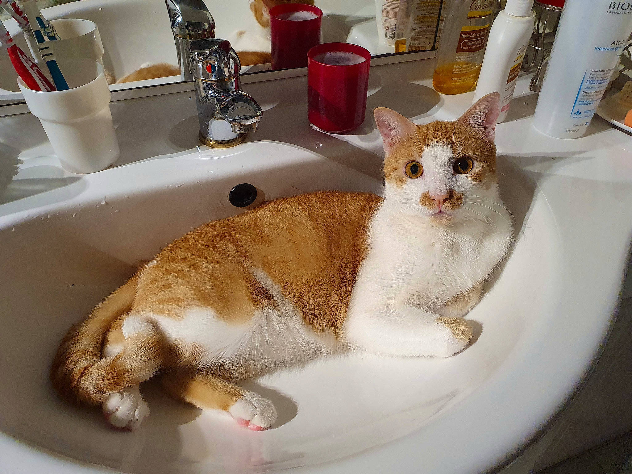 Chaton a rejoint le concours — aidez-le/la à gagner de superbes lots ! carnivore, cat, cat_supply, comfort, domestic_short_haired_cat, fawn, felidae, fur, paw, pet_supply, plumbing, plumbing_fixture, room, serveware, sink, small_to_medium_sized_cats, tableware, tail, tap, whiskers