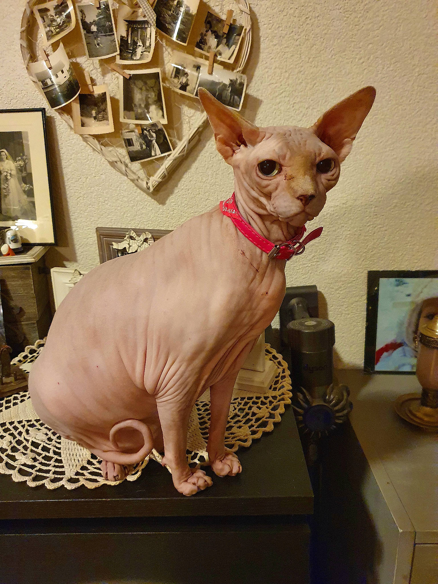 Bébé a rejoint le concours — aidez-le/la à gagner de superbes lots ! carnivore, companion_dog, creative_arts, dog, dog_breed, fashion_accessory, fawn, fur, laptop, paper_product, pattern, personal_computer, picture_frame, snout, terrestrial_animal, toy_dog, visual_arts, whiskers, working_animal