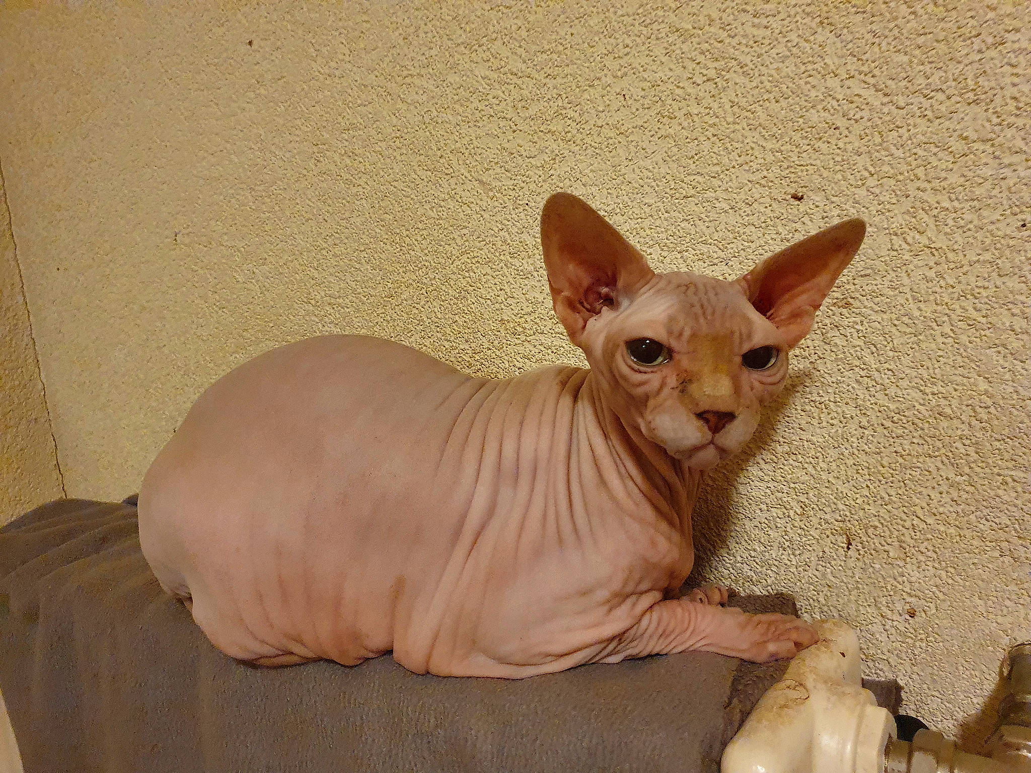 Bébé participe au concours pour gagner de l'argent avec cette photo : carnivore, cat, comfort, donskoy, ear, fawn, felidae, sphynx, terrestrial_animal, toy, whiskers