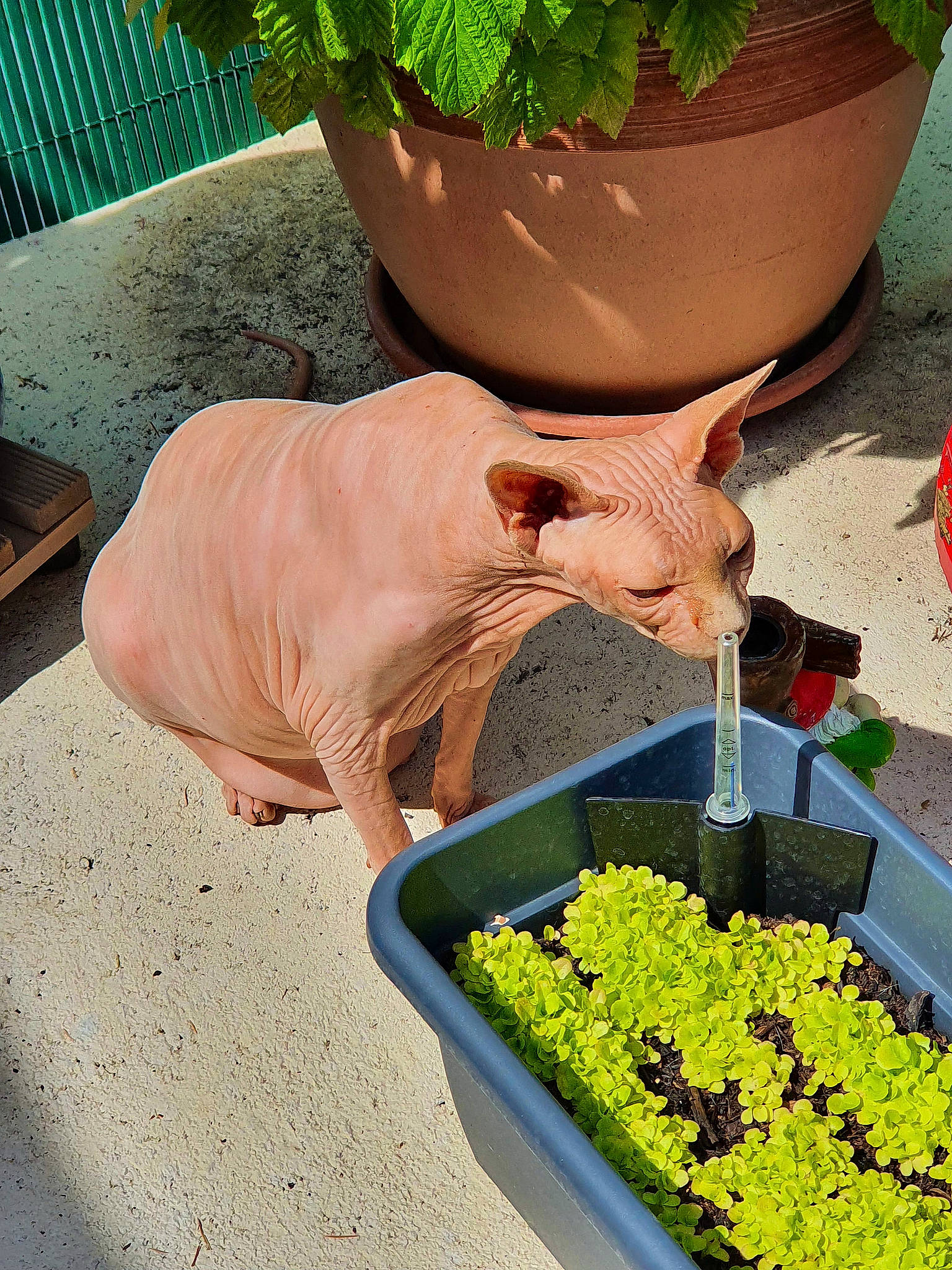 Bébé a rejoint le concours — aidez-le/la à gagner de superbes lots ! annual_plant, clay, earthenware, flowering_plant, flowerpot, fruit, garden, gardening, grass, green, groundcover, herb, houseplant, leaf_vegetable, local_food, natural_foods, plant, pottery, shrub, soil